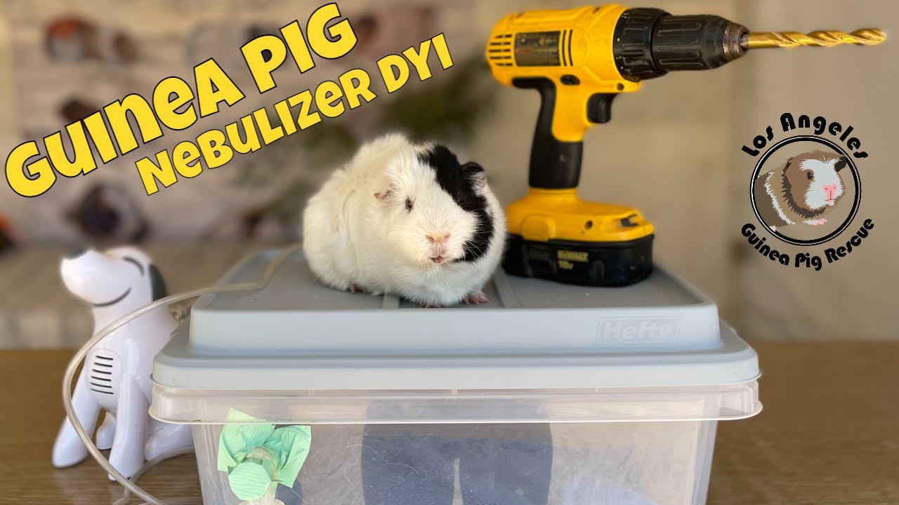 How to Build a Guinea Pig Nebulizer - YouTube