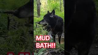 Kurgan Takes a MUD BATH 🤯😅 @1st508thAirborne
