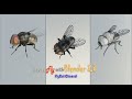 Create a  Fly in Blender