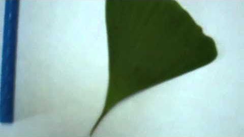 Leaf Classification Video.m4v