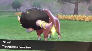 Shiny Bouffalant Charged At Me While Im Trying To Shiny Hunt Goomy