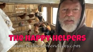 Homestead helpers: chickens