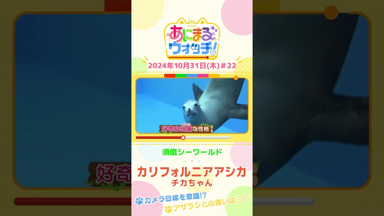 カメラ目線を意識！？カリフォルニアアシカ「チカちゃん」 兵庫「須磨