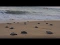 Naissance de tortues sur des plages désertes