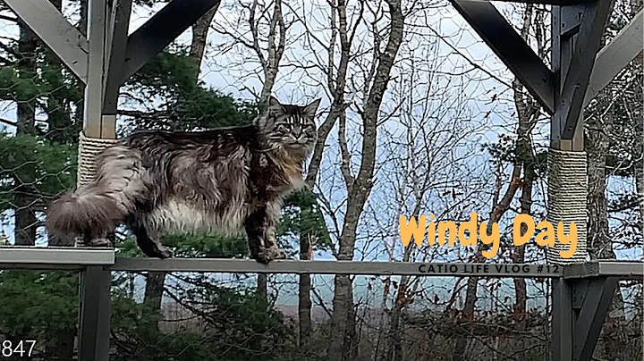 Video 847671: maine coon, cats catio, enjoying catio, big male cat