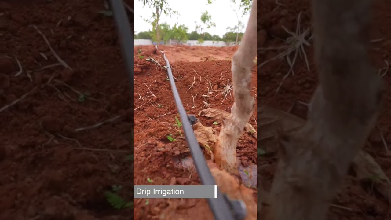 💥➡️ FARM PLOTS FOR SALE NEAR SHAMSHABAD ..                      2400 SQ YARDS - Price:-  2CR