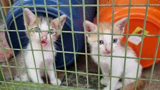 Cute little kittens playing