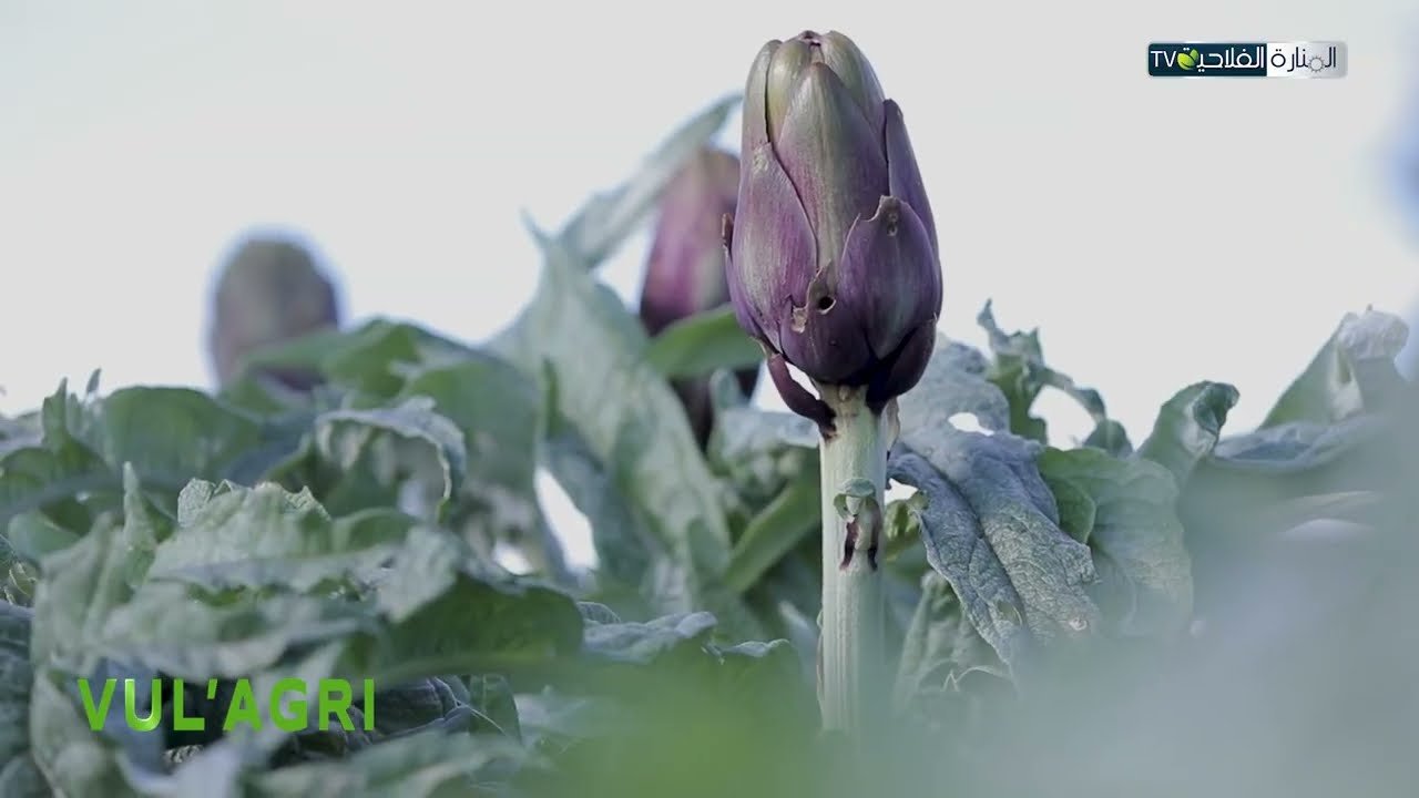 أهم العمليات الزراعية للقنارية