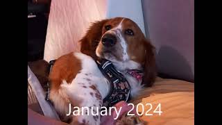 A photo for every month I've had Blossom ... so far! by Blossom the Basset Hound 120 views 5 days ago 1 minute, 25 seconds