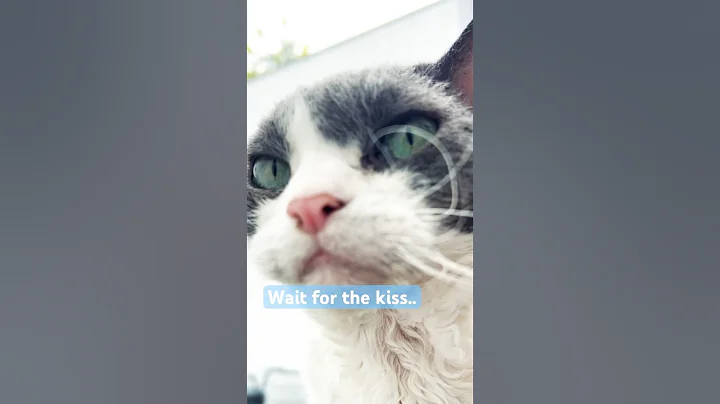 Video 10470381: devon rex cat, cat kisses, cutest cats, cat cute gatos