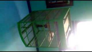 Download Lagu MURAI BLACKTAIL MP3