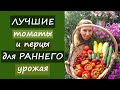 Лучшие томаты и перцы для раннего урожая