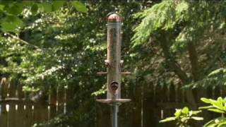Perky Pet® offers some tips on how to keep your bird feeder squirrel free!