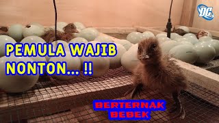 MENETASKAN TELUR BEBEK DENGAN MEDIA LAMPU | MODAL SEDIKIT HASIL MELIMPAH #telur #telurbebek #bebek