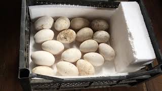 Инкубация гусиного яйца(на словах), как я это делаю.