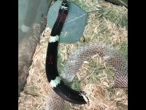 camera iphone 8 plus apk Tricolor hognose snake freshly molted!!!