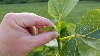 How to Pinch Fig Trees