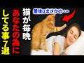 【衝撃の真実】猫が毎晩“あなたが眠ってる間にしてること7選”がヤバすぎた