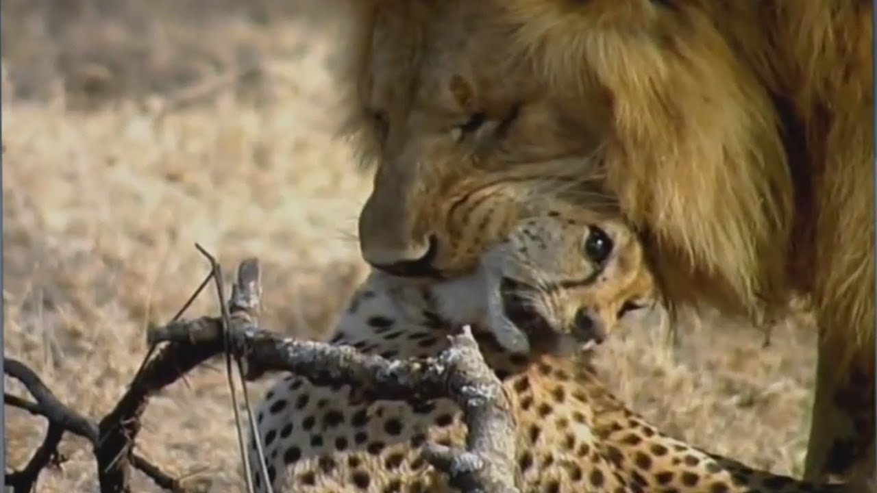 Animal Documentary National Geographic FIVE STAR KILLERS Lion
