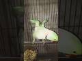 styal mitthu mitthu magical amazing beautiful parrot #cat #parrot #shorts #magic #max #viral