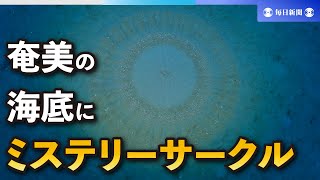 奄美の海底に愛の“ミステリーサークル”　アマミホシゾラフグ産卵床