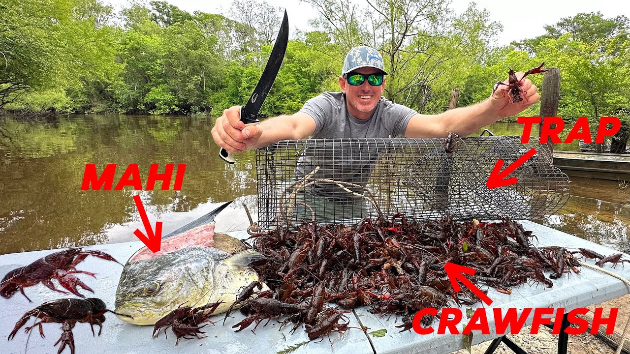 How to Trap Thousands of Crawfish using Mahi for Bait! Catch