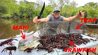 How to Trap Thousands of Crawfish using Mahi for Bait! Catch & Cook