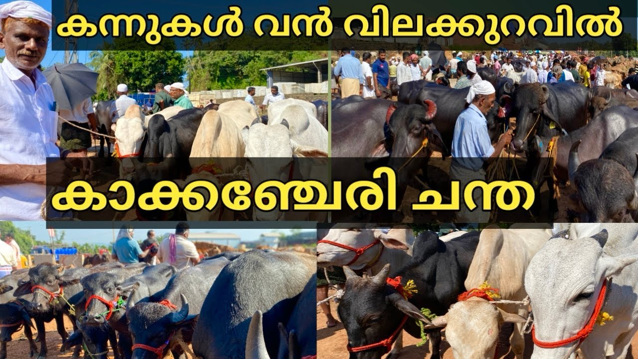 കാക്കഞ്ചേരി ചന്തയിൽ വൻ വിലക്കുറവ് ‌|Kakkanchery chanda|Bull|goat|buffalo#cattlemarket #beef #buffalo