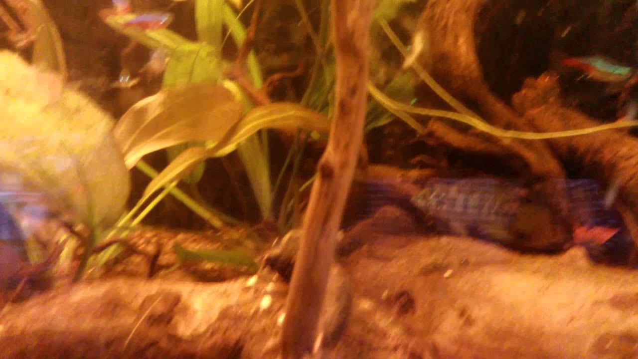 Z/A bakje met A.Borelli en neontetra's