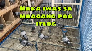 Download Lagu SA MALAYONG KARERA KO NALANG SIGURO SILA PAG SASAMAHIN |Reggie Cruz Loft \u0026 Aviary #pigeon #birds MP3