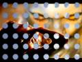 د فاضل عواد شوك الحمـــــام Wmv 