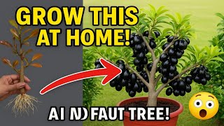 How To Propagate Java Plum Tree Cutting Faster With Aloe Vera, best idea propagating java plum tree