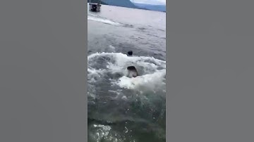 Wakeboarding for the first time 😂  #shorts