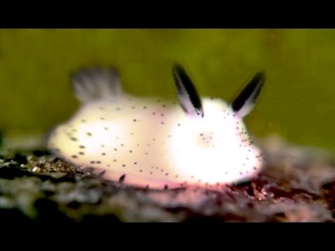 かわいい 海の中に住むウサギ Youtube