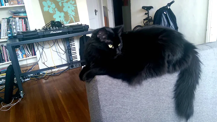kitty fet(ch)