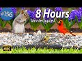 Uninterrupted  tv for cats  8 hours of fluttering birds  squirrels  cattv no ads updated