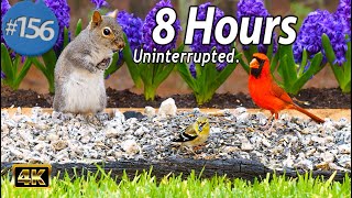 Uninterrupted  TV for Cats  8 Hours of Fluttering Birds  Squirrels  CatTV No Ads Updated Video