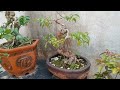 Peaceful Koi Pond & Bonsai Garden l 15 Minutes of Relaxation