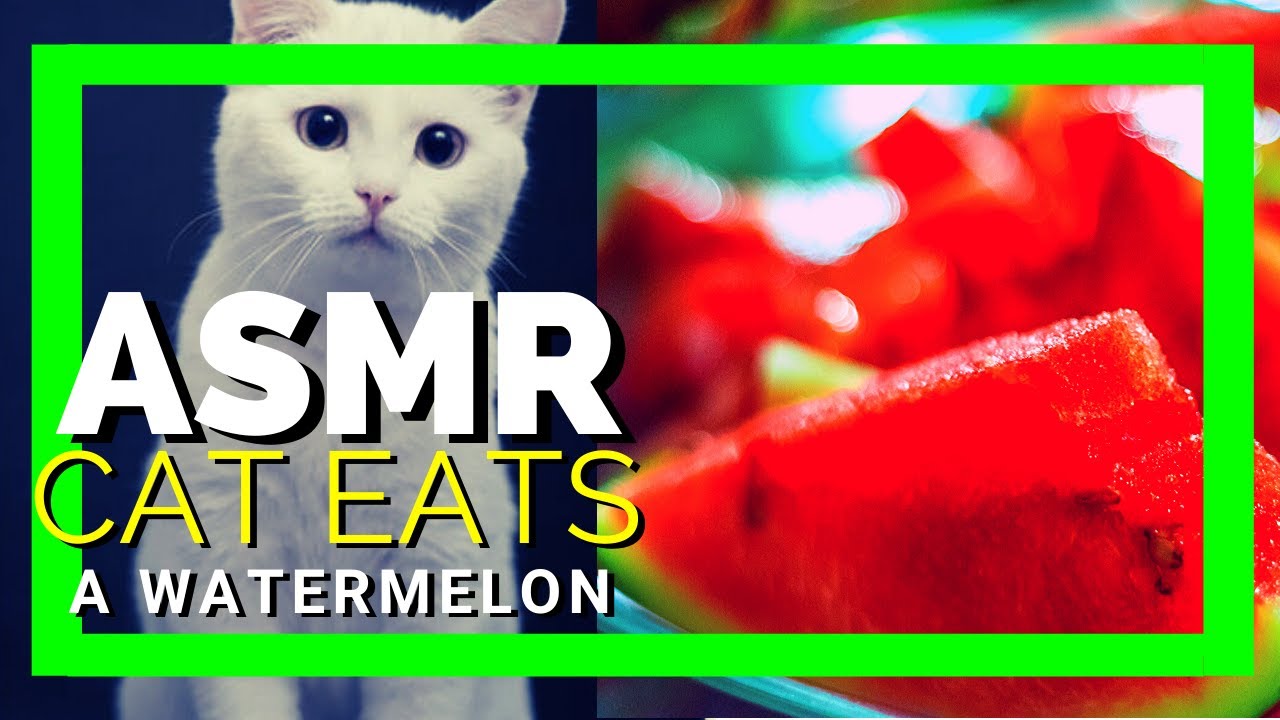 Asmr Chat Qui Mange Une Pasteque Youtube