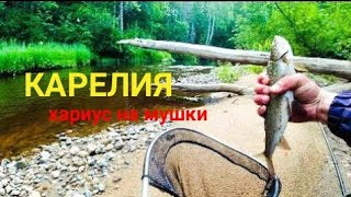 Отличная рыбалка на хариуса в июле / Карелия / Мутная вода не помеха #Fishingforgraylinginwinter