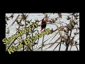 Southern Red Bishop - A Quick First Sighting | ON SAFARI