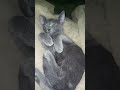 tungato