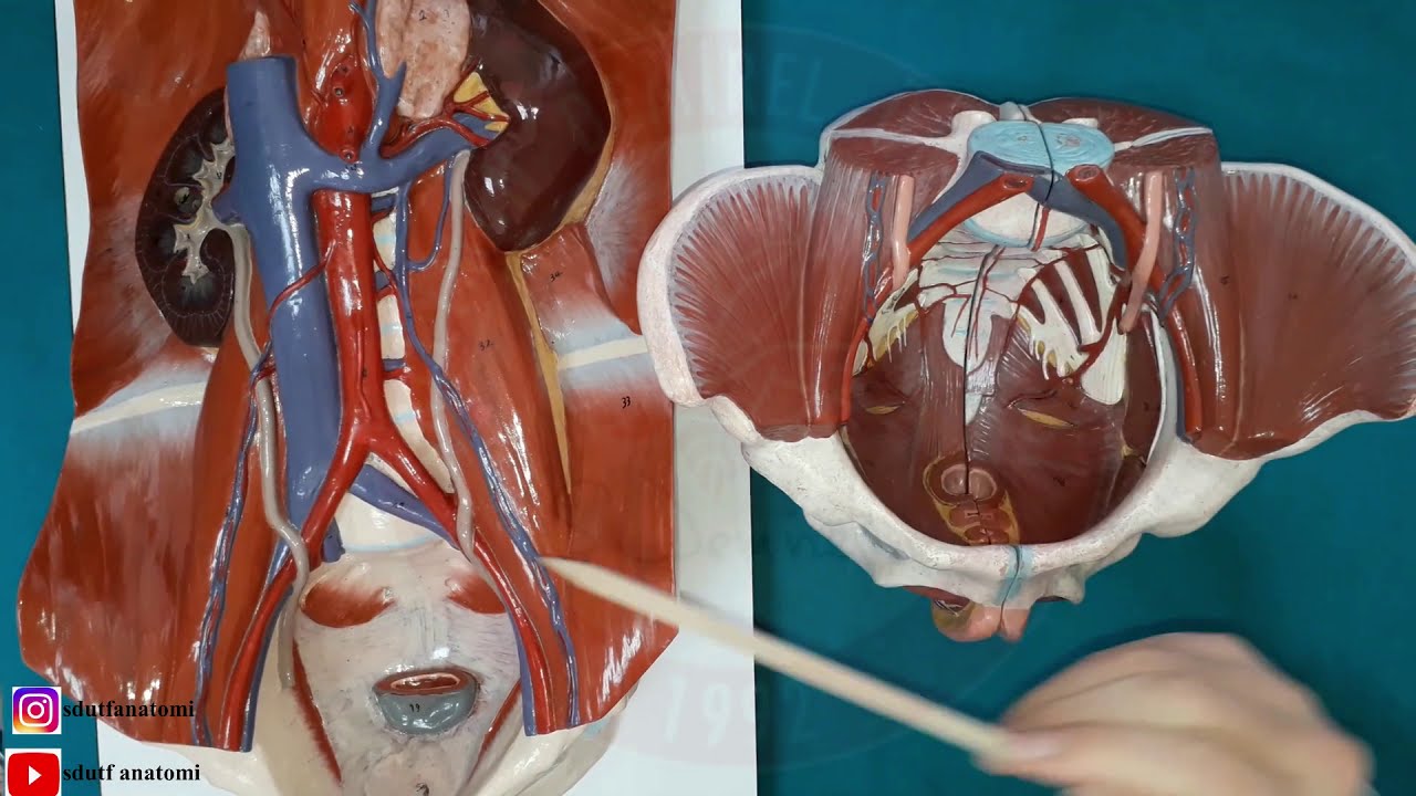 Pelvis Arterleri (Arteria Iliaca Interna Dalları) Laboratuvar ve Teorik Dersi