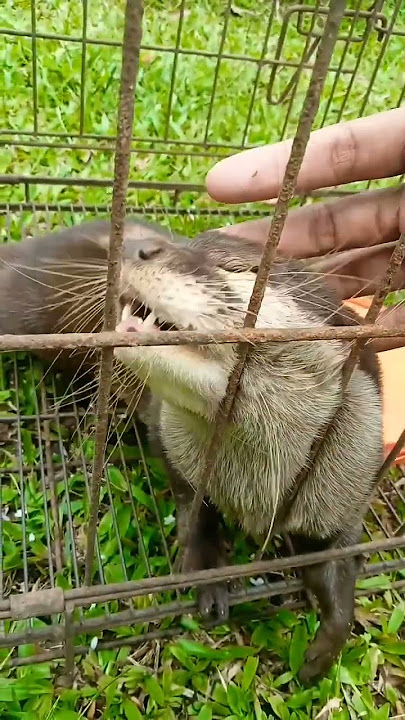 inih lah suara Otter kalo lagi manja manja nyahh #fyp #short #otter #yutubeshorts #foryou #viral