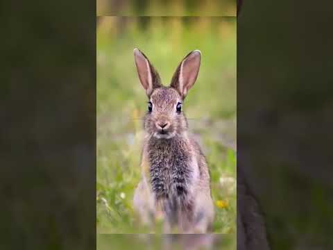 Curious Rabbit
