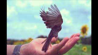 Bird Taking Off at 20,000 fps by Gone Viral 521 views 5 years ago 28 seconds