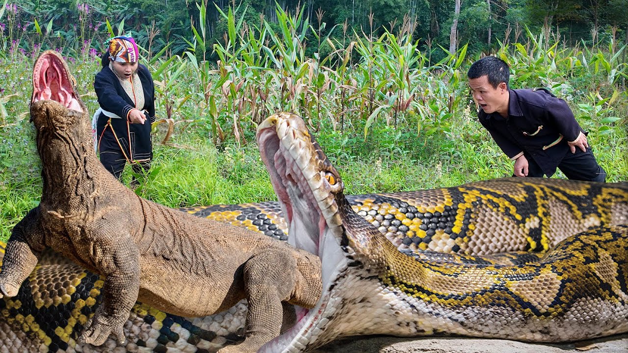Dwarf family Primitive Life: Harvesting Corn Meet Giant Pythons and Ancient Komodo Dragons