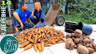 🥕 Уборка Урожая Моркови И Свеклы 🏡 Жизнь Гордеевых В Деревне - Влог 14