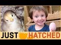 ✨🐣 JUST HATCHED!! 🐥 4 BABY CHICKS!! 🐣✨ Farm Fun with Ariana 🚜🌳