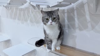 My cat doesn't like IV drips, so I praised him by saying